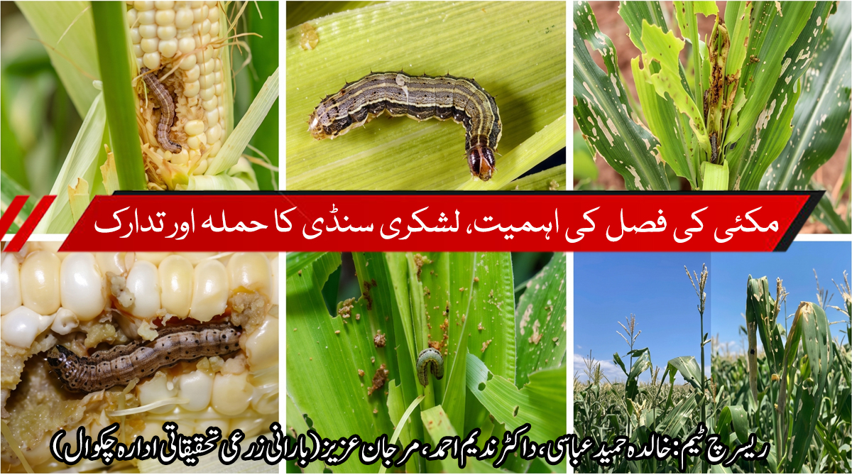 پوٹھوہار میں مکئی کی فصل اور لشکری سنڈی کا تدارک - بارانی زرعی تحقیقاتی ادارہ چکوال کی سفارشات
